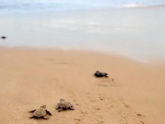 Über Dalyan. Dalyan Hotel Holiday