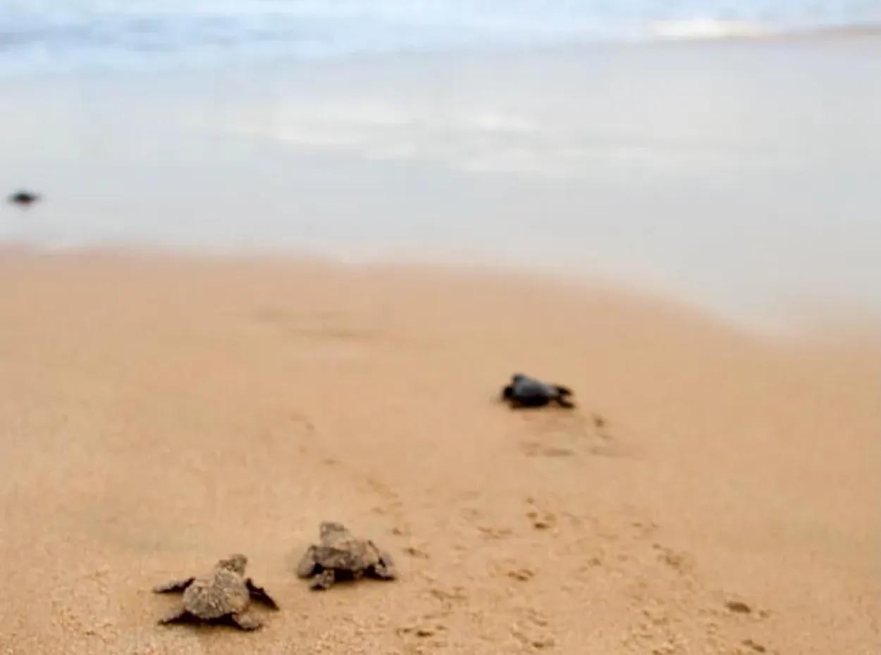 Dalyan Hakkında. Dalyan Hotel Tatili